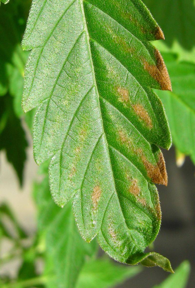 Avoid Over-Fertilizing