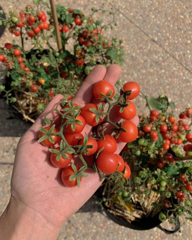 Tiny Tim Tomato