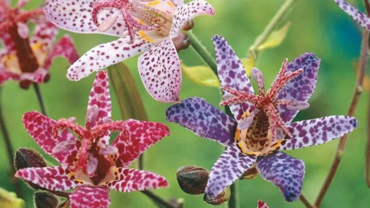 Tired of Boring Shade Gardens? Light Them Up with These 11 Luminous June Stars