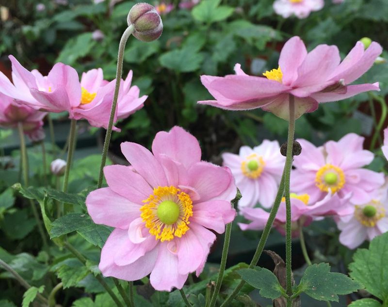 Japanese Anemone