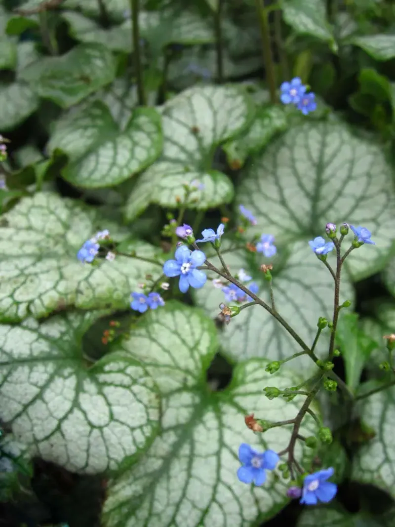 Brunnera