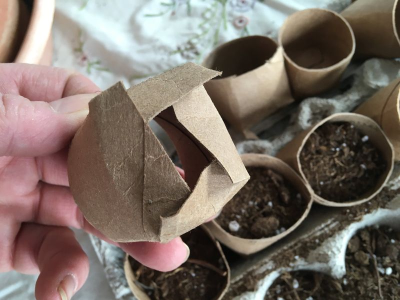 Toilet Paper Rolls