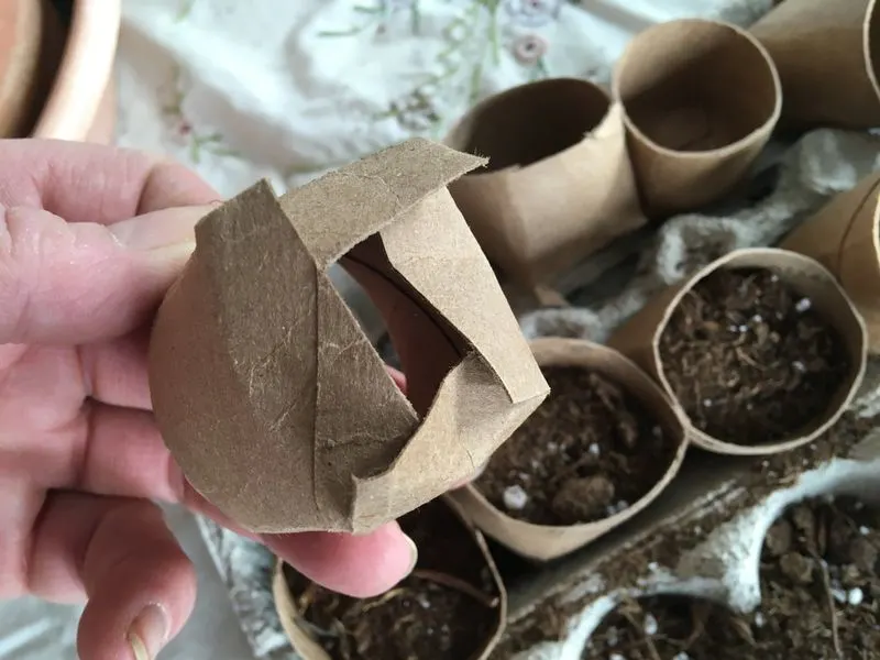 Toilet Paper Rolls
