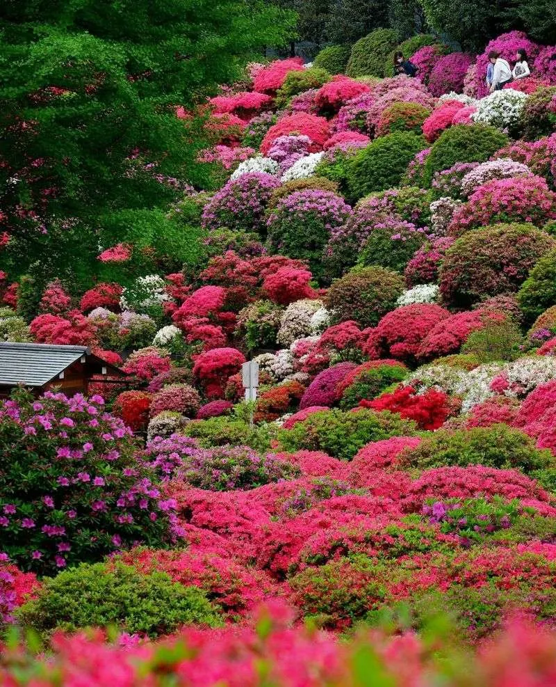 Tokyo's Nezu Shrine Azalea Festival