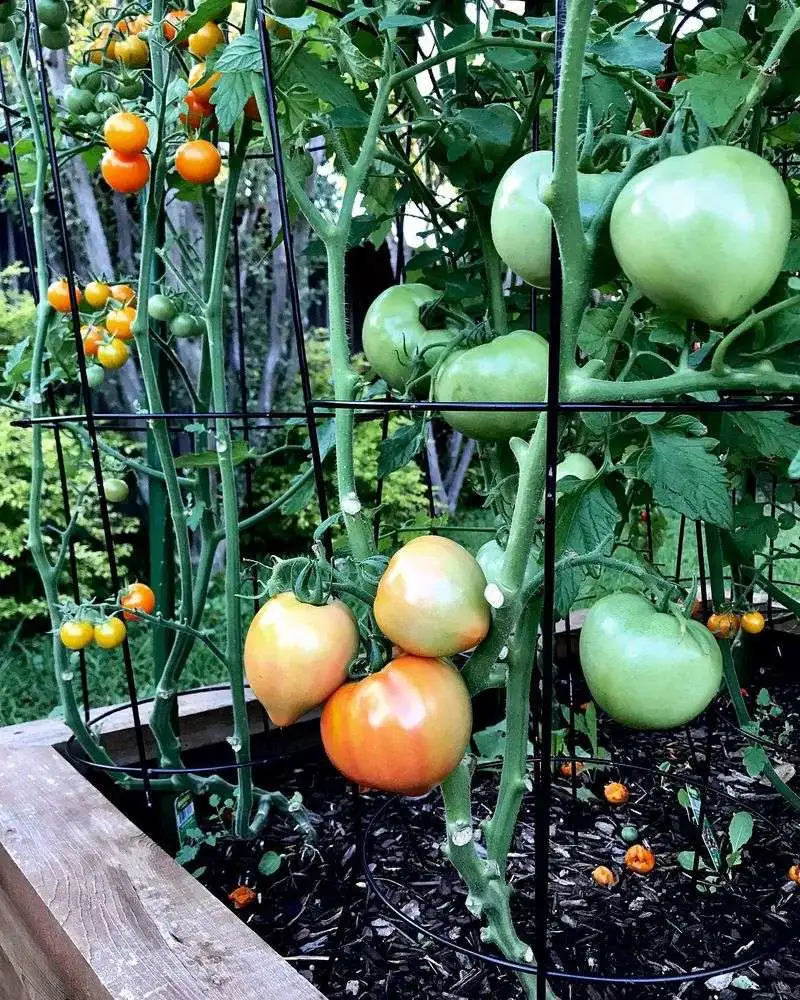 Tomato