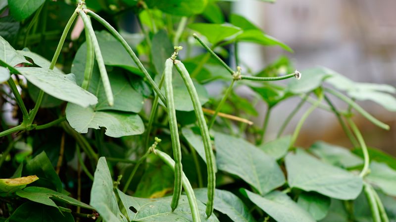 Cowpeas