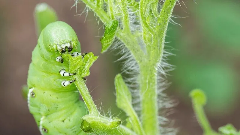 Regular Pest Monitoring