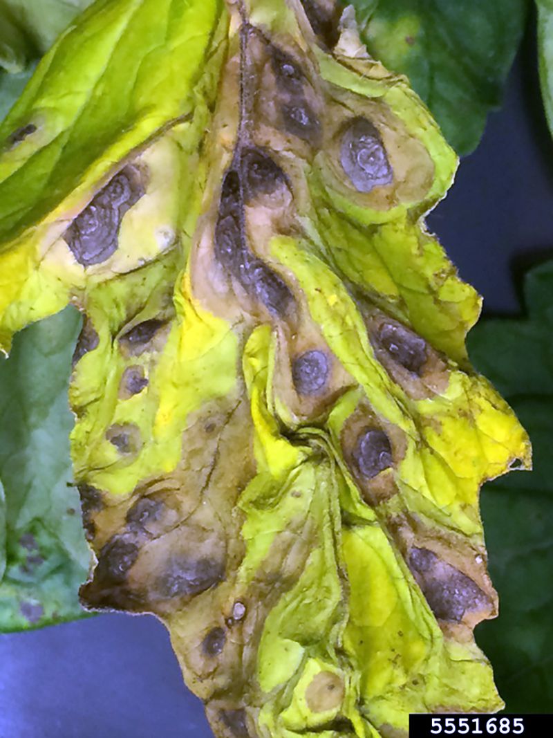 Early Blight