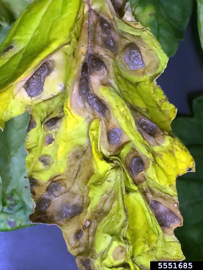 Early Blight