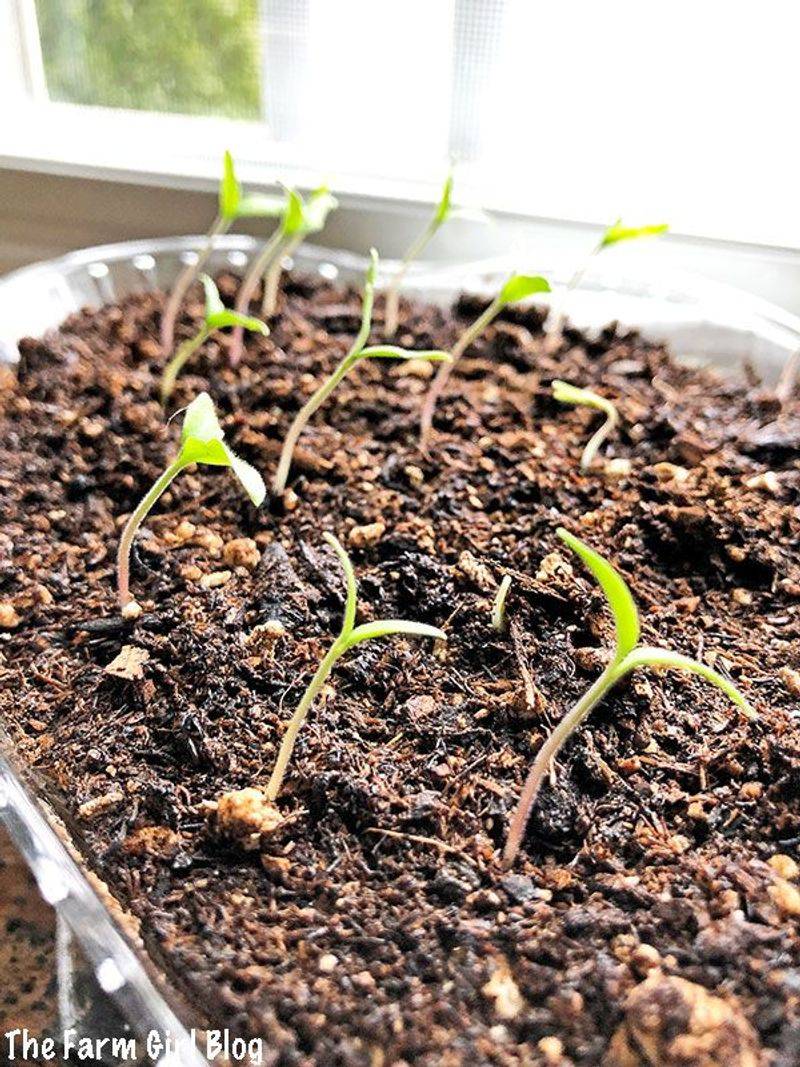 Tomato Seeds