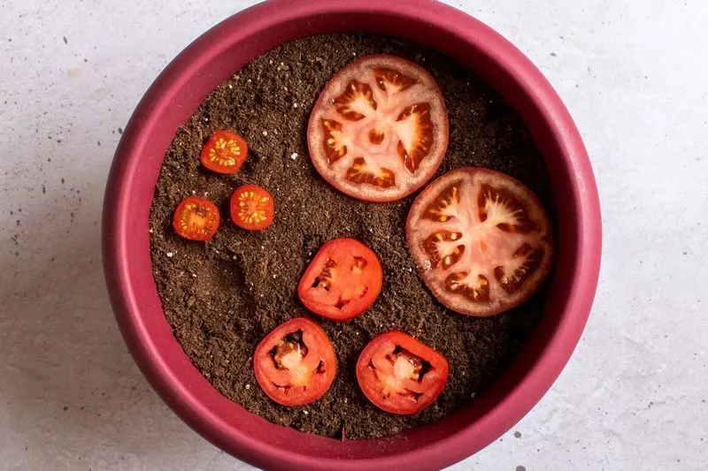 Tomato Slices