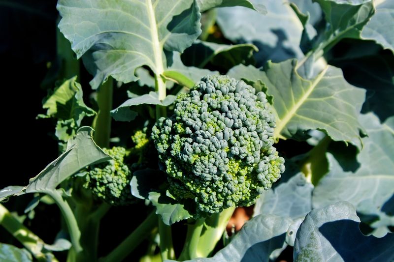 Broccoli