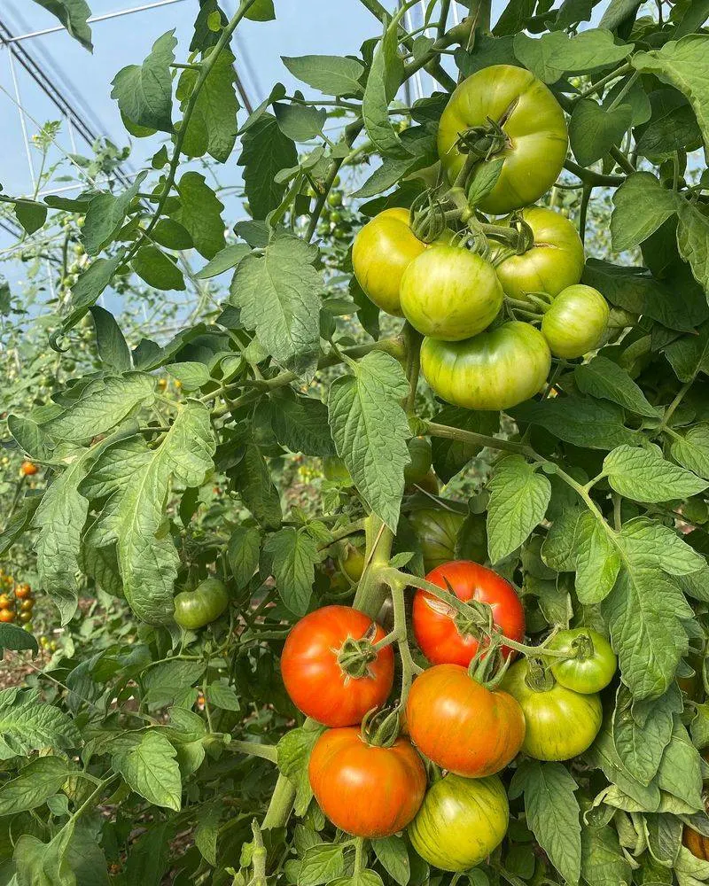 Tomatoes
