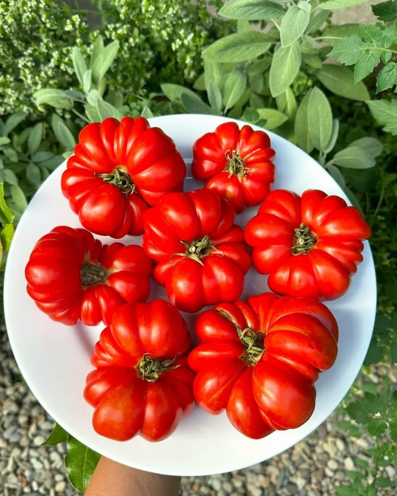 Tomatoes