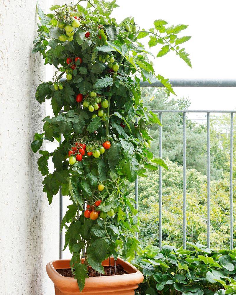 Tomatoes