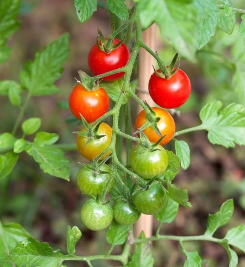 Tomatoes