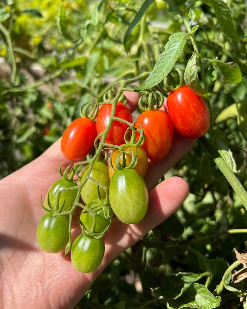 Tomatoes