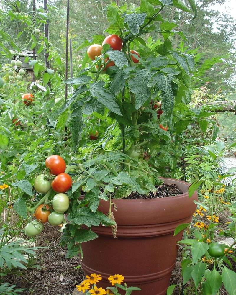 Tomatoes