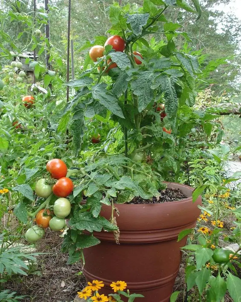 Tomatoes