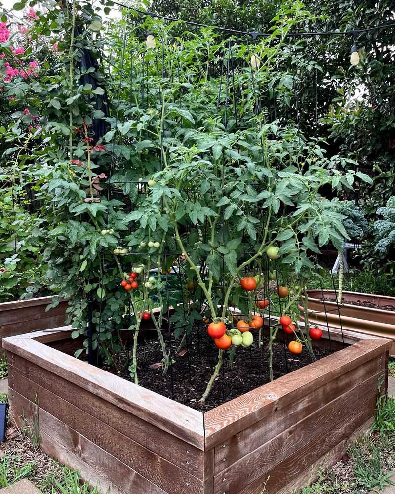 Tomatoes