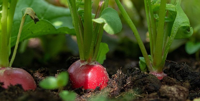 Radishes