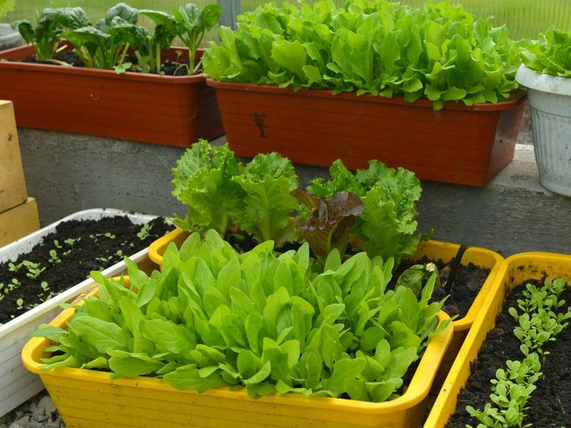 Lettuce