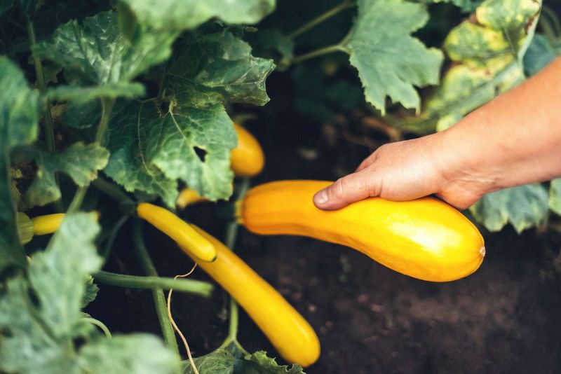 Squash