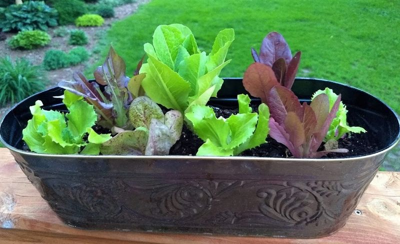 Lettuce