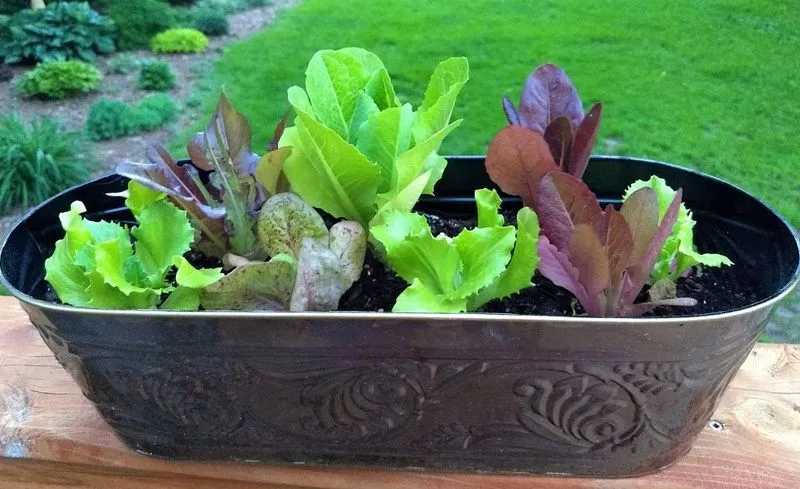 Lettuce