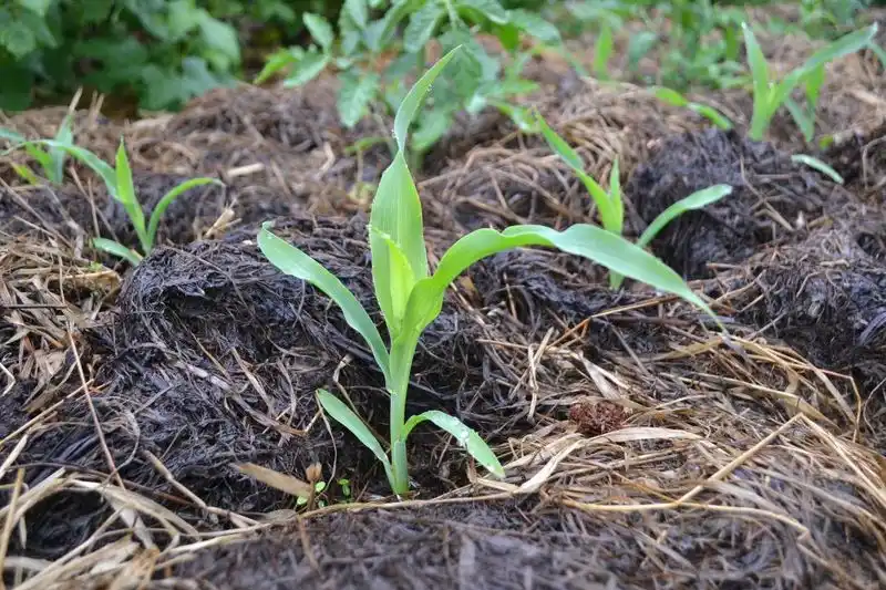 Tomatoes & Corn