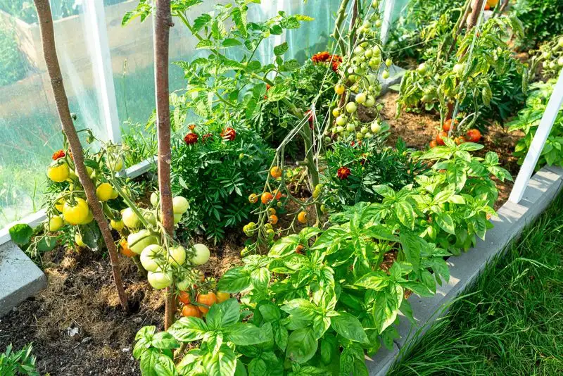 Tomatoes and Basil