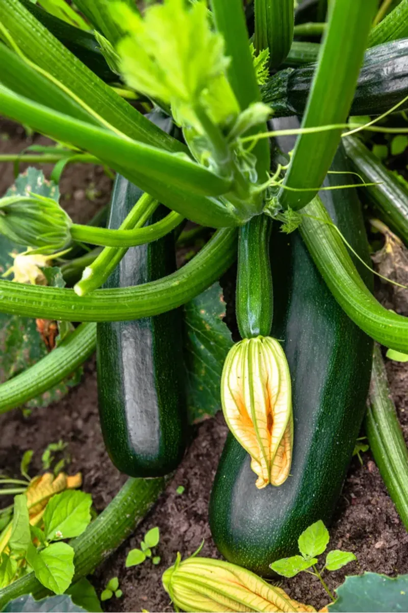 Zucchini