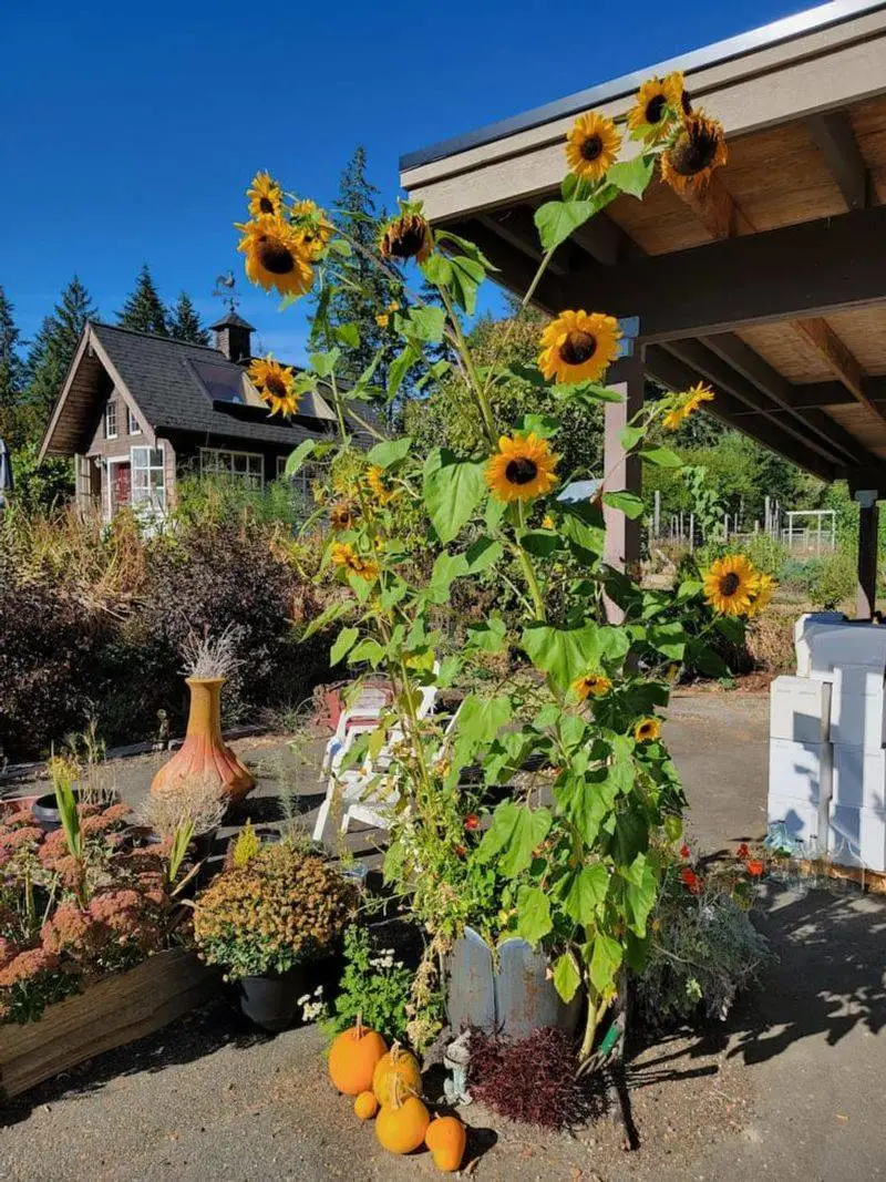 Towering Sunflowers