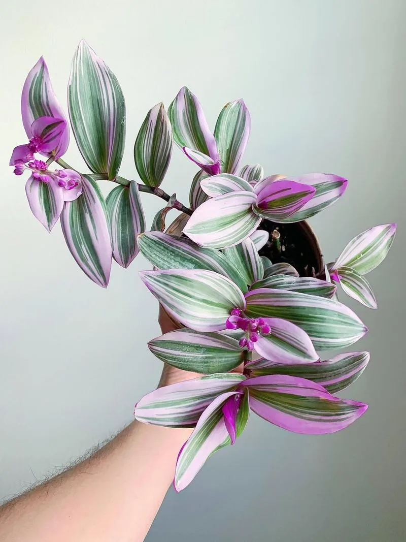 Tradescantia