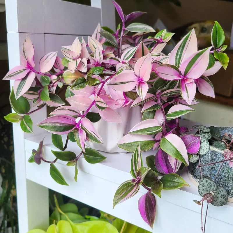 Tradescantia