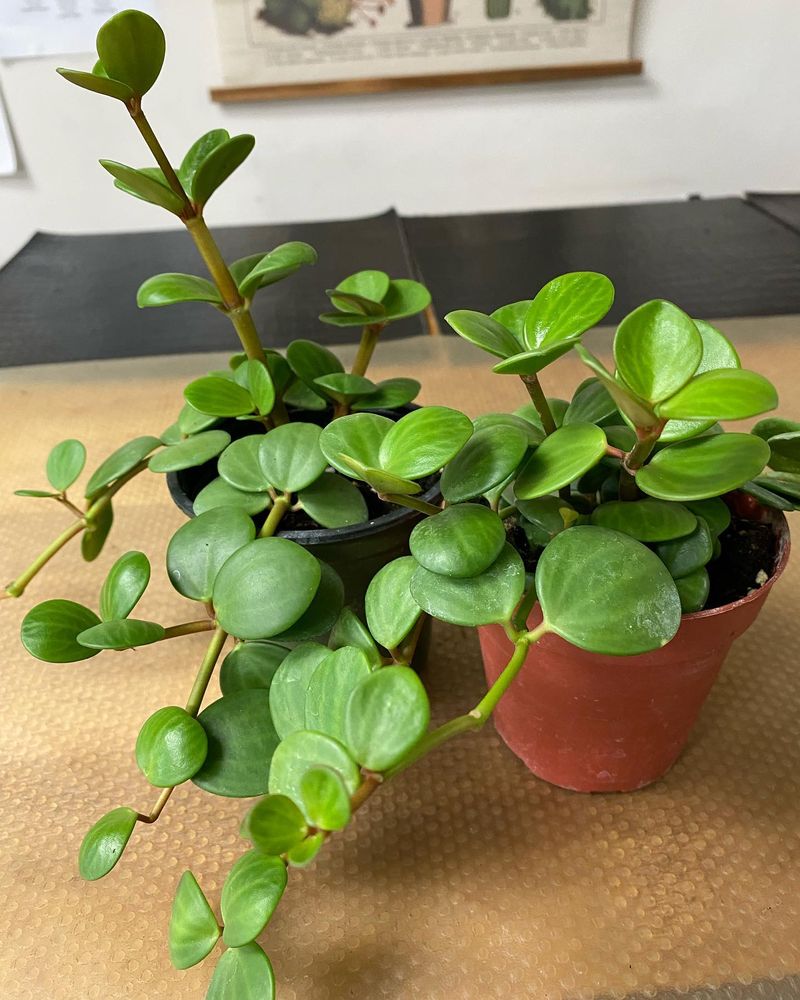 Trailing Jade