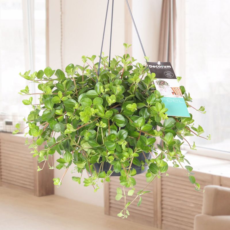Trailing Jade