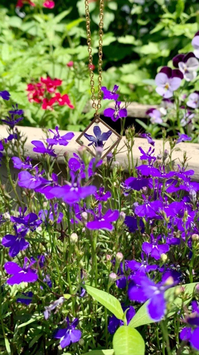 Trailing Lobelia