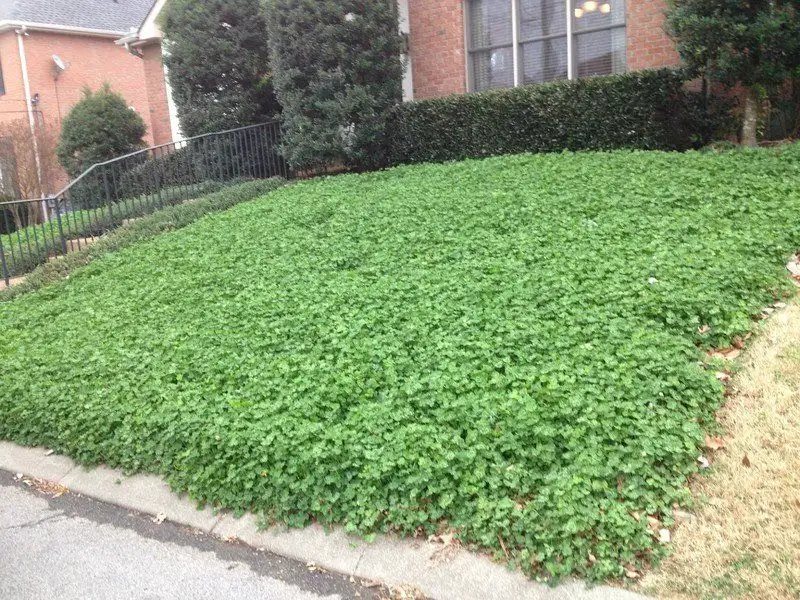 Clover Lawn
