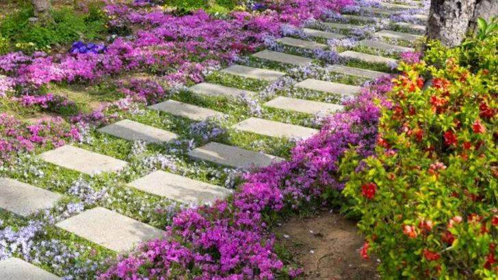 Transform Your Space with These 10 Dynamic No-Mow June Alternatives