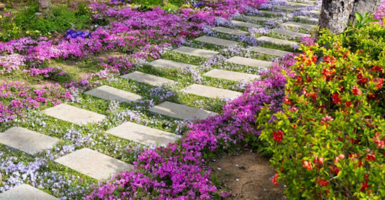 Transform Your Space with These 10 Dynamic No-Mow June Alternatives
