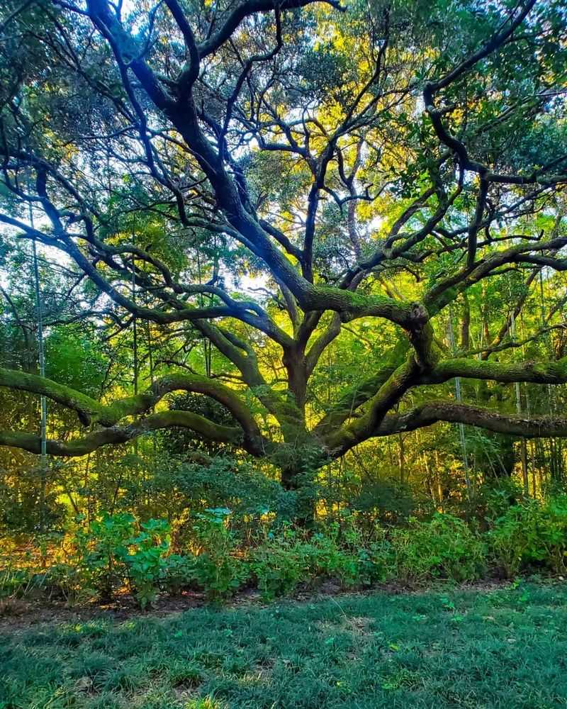 Tree Branches