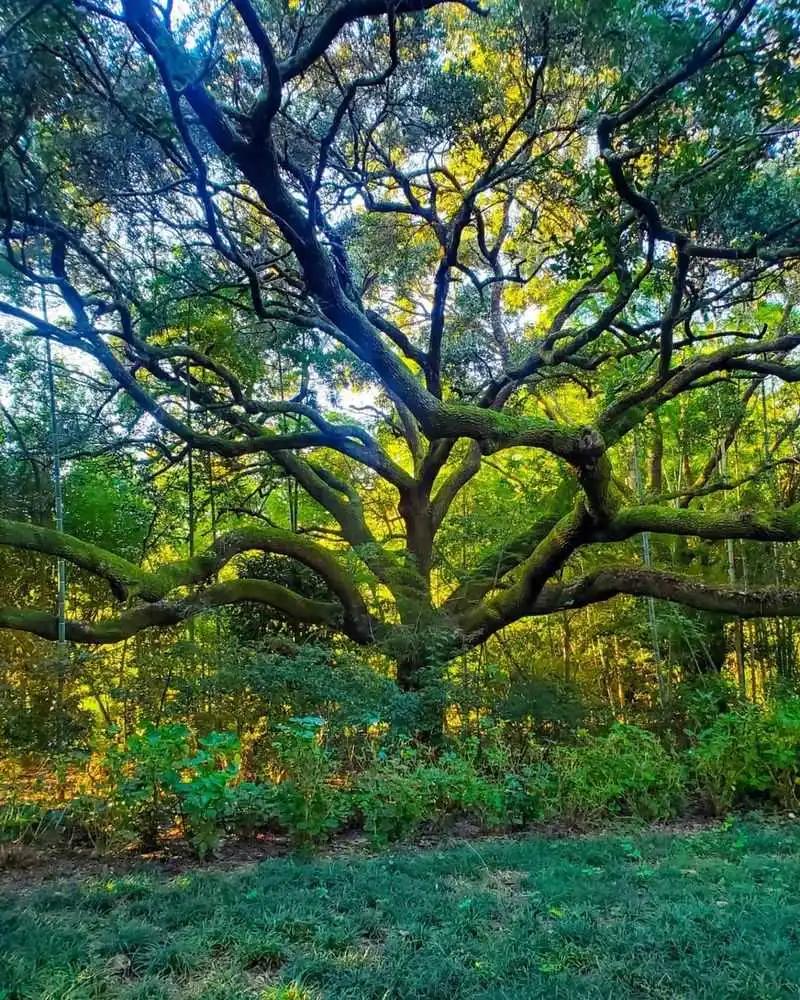 Tree Branches