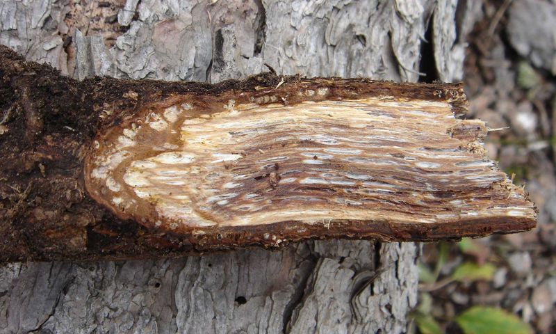 Tree Root Decay