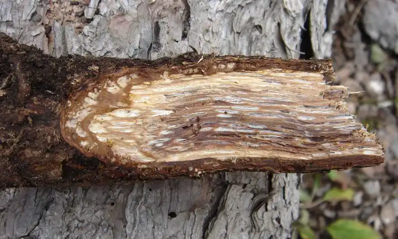 Tree Root Decay
