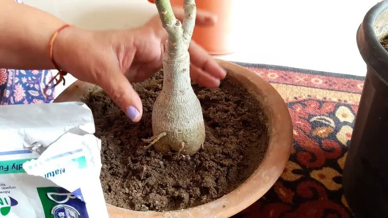 Trichoderma