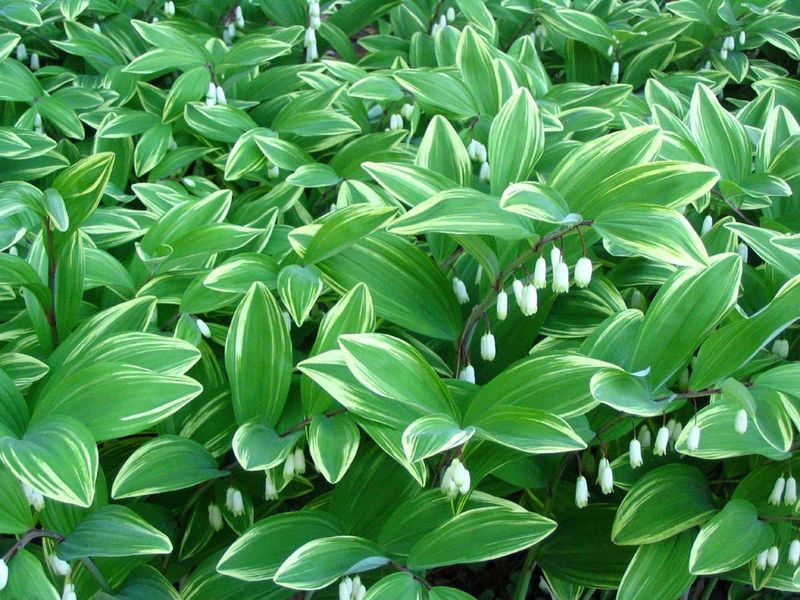 Solomon's Seal (Polygonatum biflorum)
