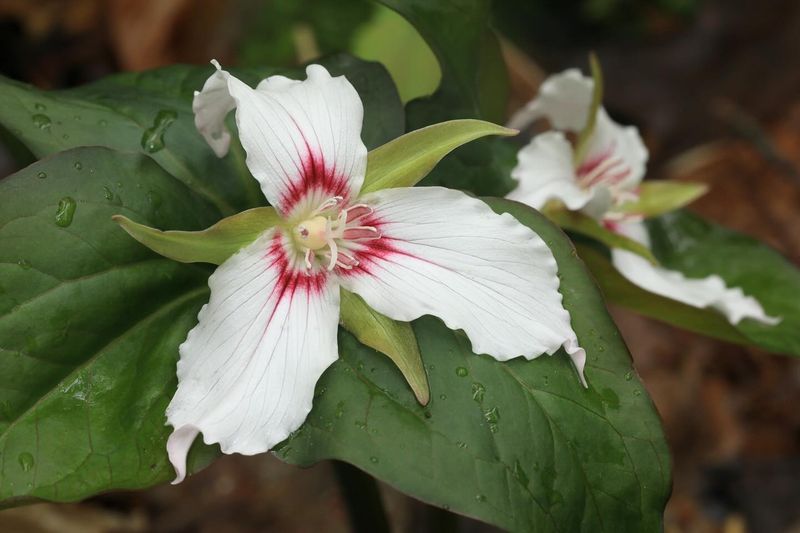 Trillium