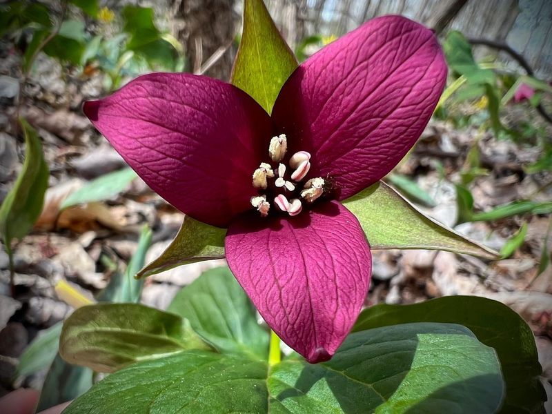Trillium