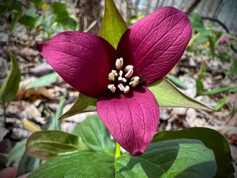 Trillium